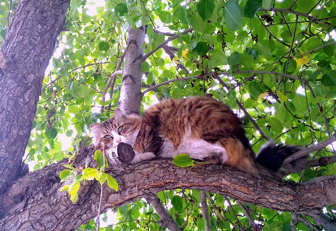 iz1VPkGbU7Y