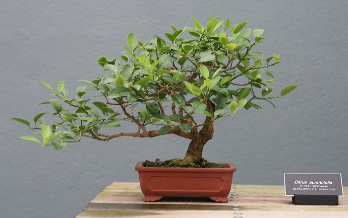 Citrus_aurantifolia_bonsai_at_the_BBG%2C_August_2%2C_2008