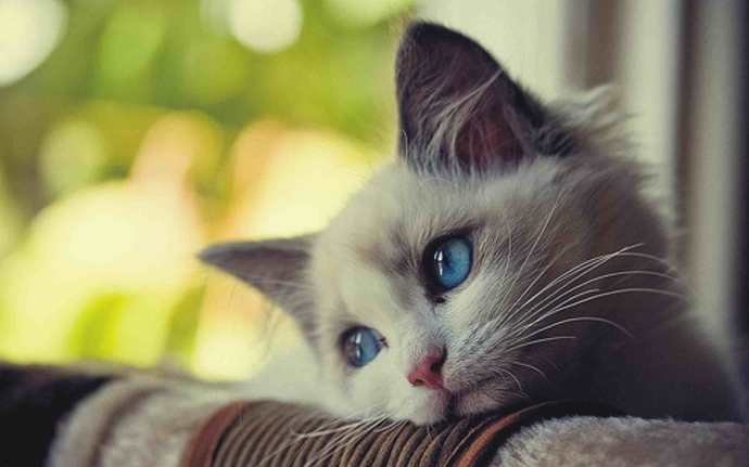 sad-little-kitty-beautiful-blue-eyes_5120x3200