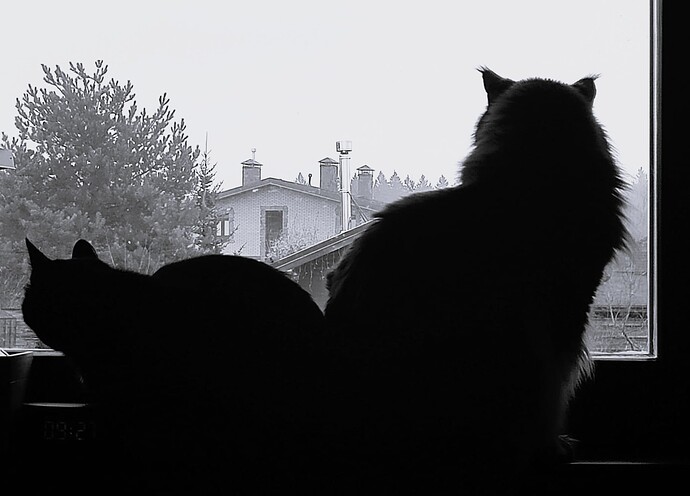 Коты