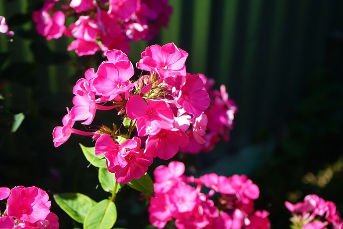 DSC00193