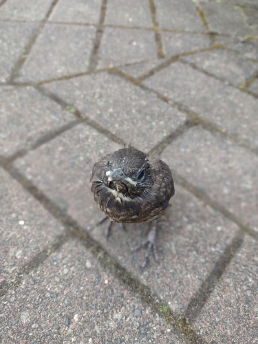 IMG_20230608_191917527_PORTRAIT