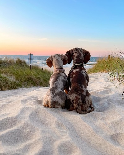 Собаки на море