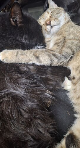 IMG_20260203_075847_333