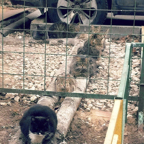 котики во дворе