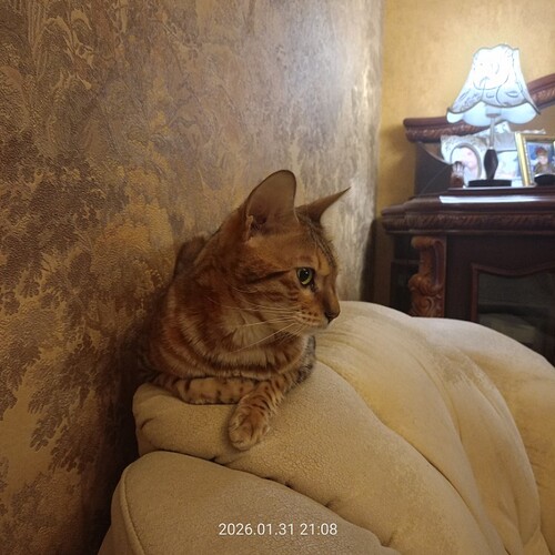 IMG20260131210833_copy_800x800