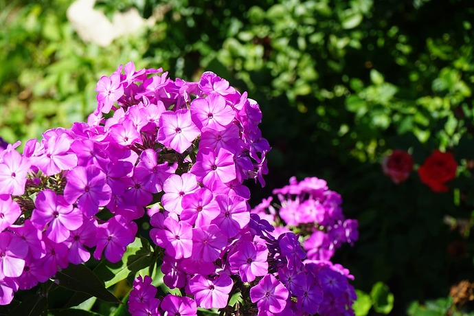 DSC00179