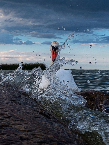 Куршский залив лебели