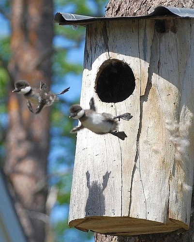 Утята на Куршской косе