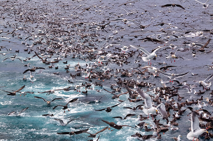 нашествие перед выборкой трала