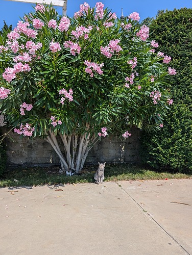 PXL_20240707_080551522