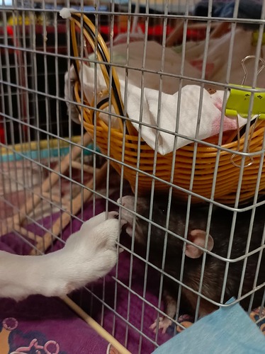 WhatsApp Image 2025-04-11 at 13.40.28