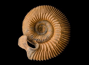 picture_of_the_day_ammonites_lappets_1