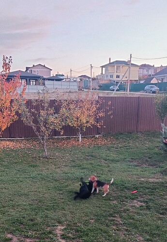 IMG_20251103_174505_1