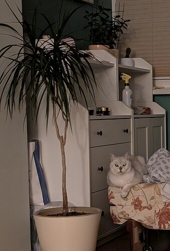 PXL_20260201_025226069~2