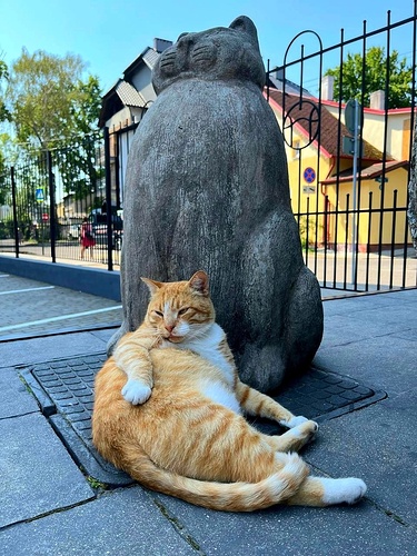 Кот в Зеленоградске