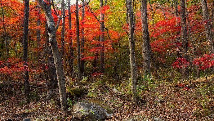 осенние прогулки