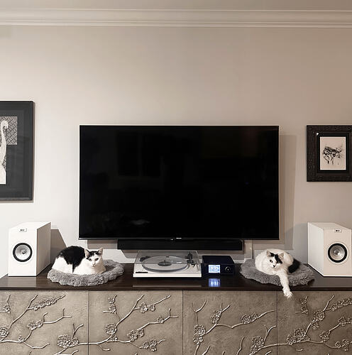 feline-hifi-v0-vfyw2hpe6cng1