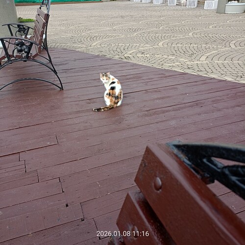 IMG20260108111609_copy_800x800