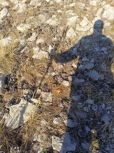 telegram-cloud-photo-size-2-5202180258999173399-y