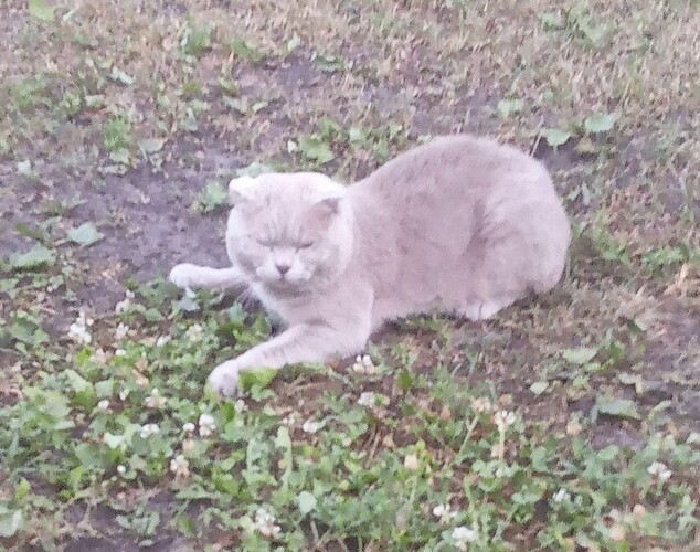 IMG_20240704_194150_664