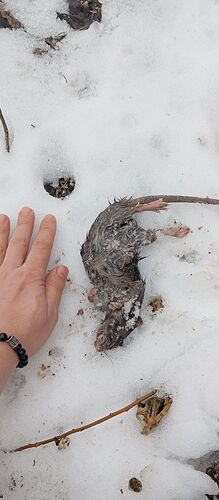 IMG_20260208_221141_898