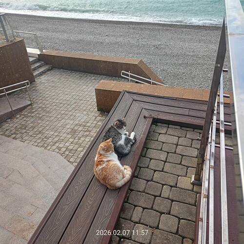 IMG20260207115724_copy_800x800