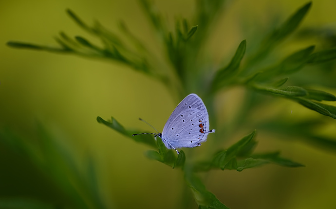 этот туманный мир..
