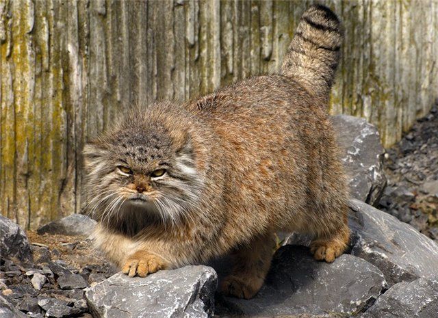 Погладь кота картинки