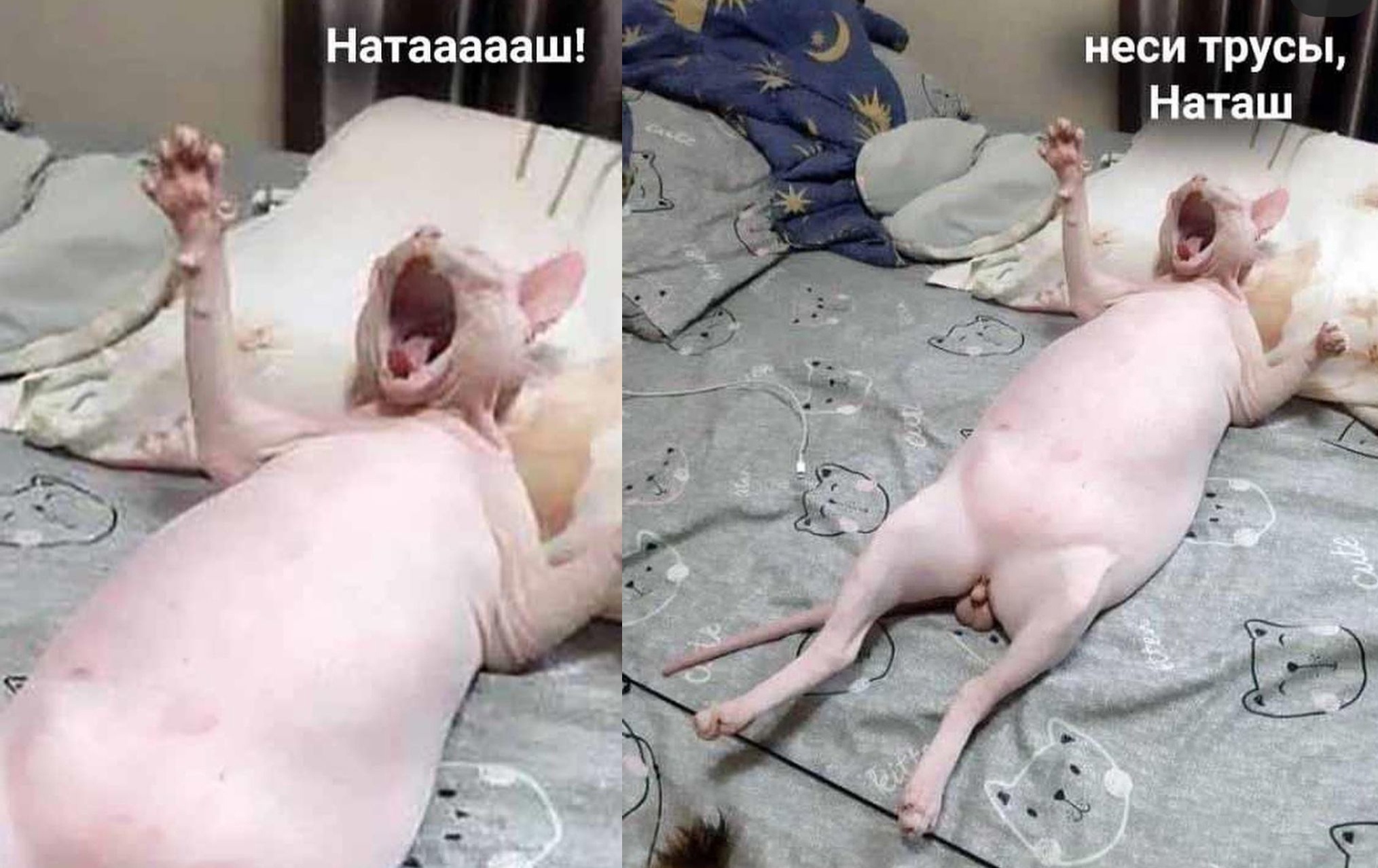 Кот с лысиной мем 
