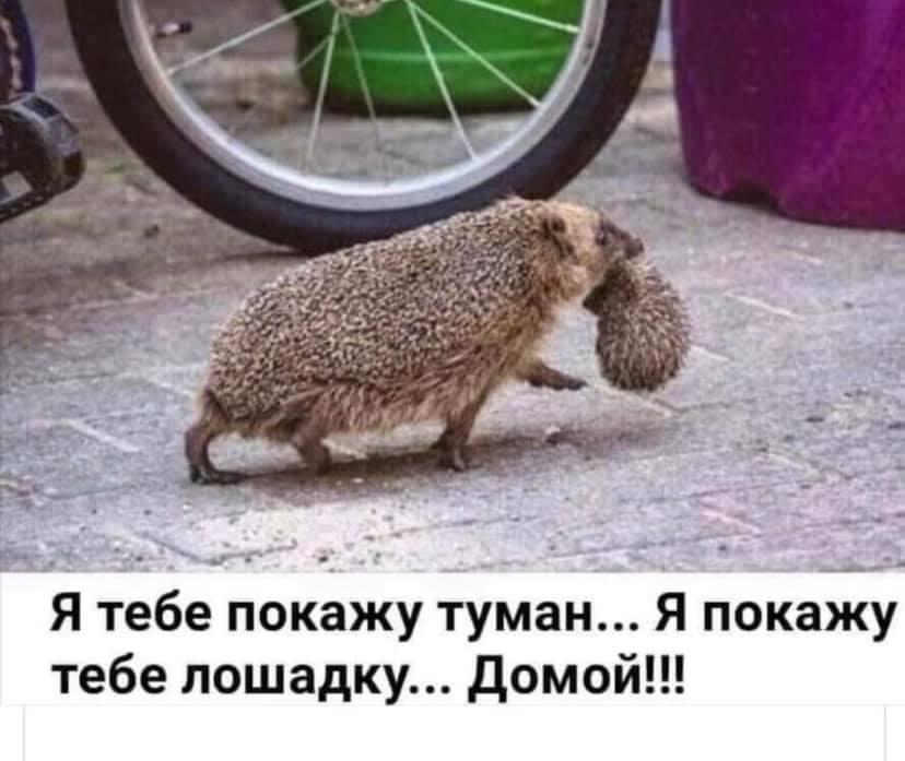 Картинка жизнь туман лошадка дура