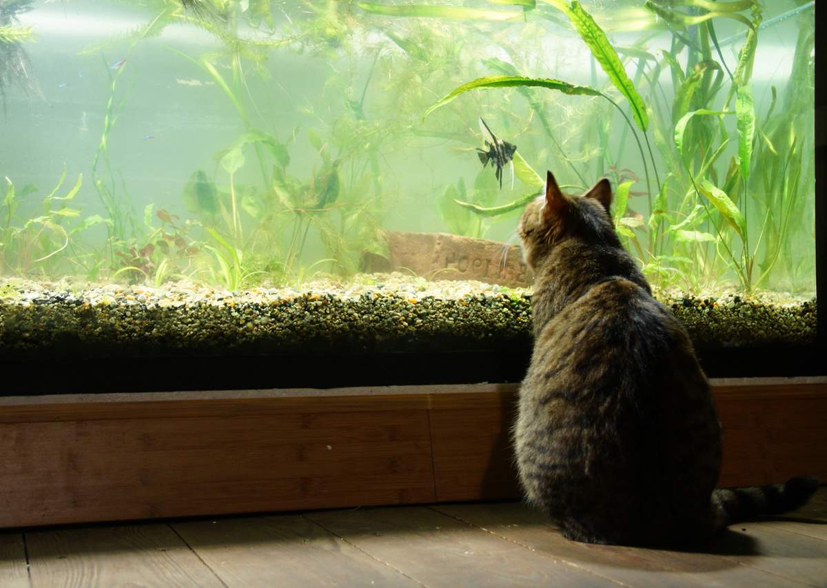 Аквариум наблюдать. Кот и аквариум. Аквариум с кошкой. Кот и рыбка в аквариуме. Кот рыбачит в аквариуме.