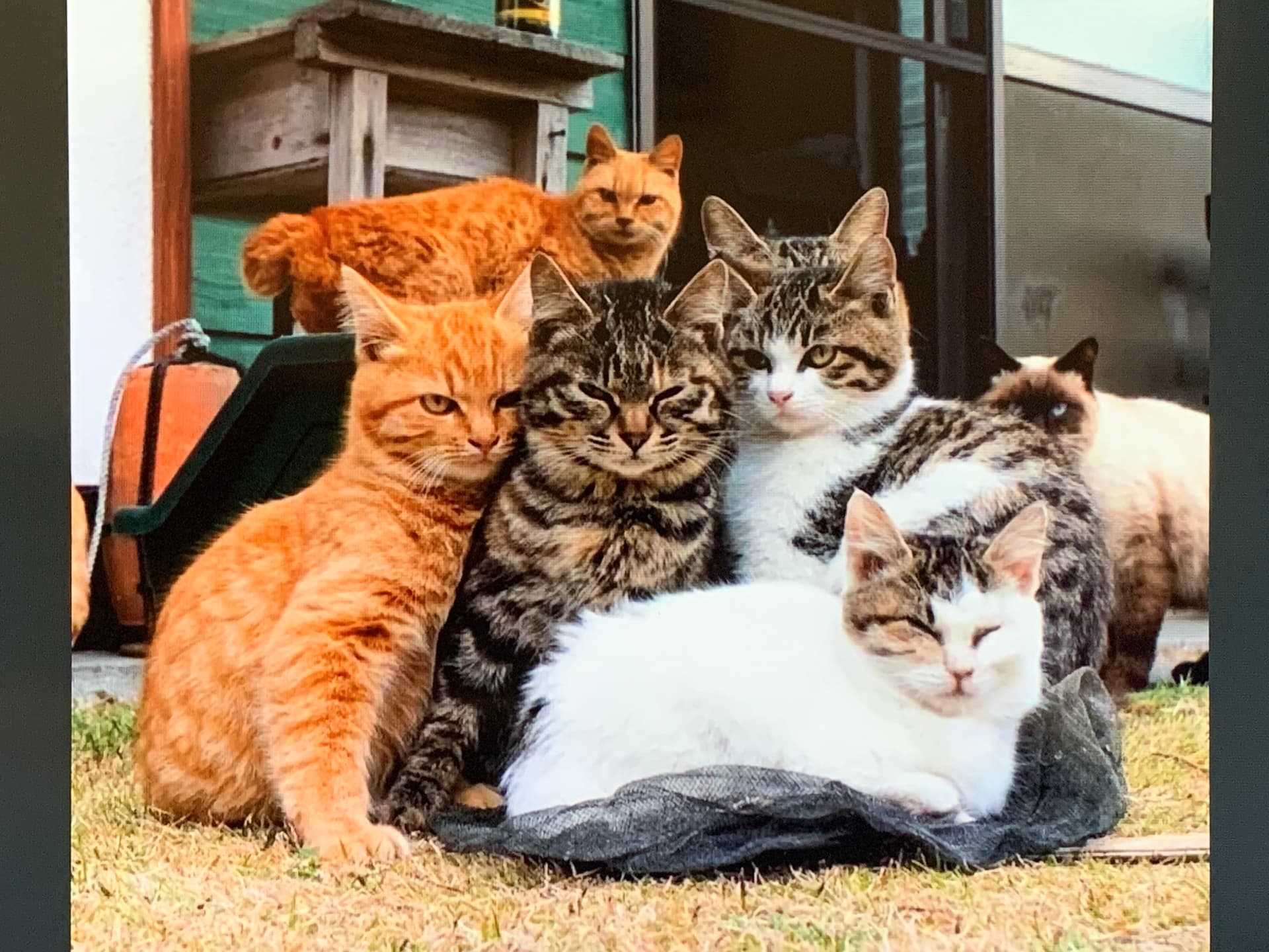 Четверо кошек. Много кошек. Много котиков. Несколько котов.