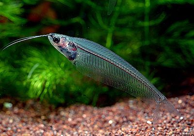 stekljannyj-som---kryptopterus-bicirrhis