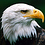 eagls_21