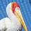 Pelican